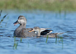 Gadwall