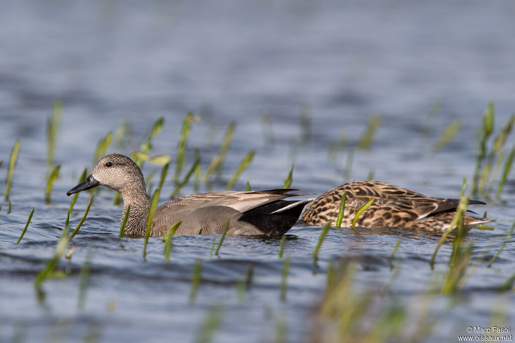 Canard chipeauadulte nuptial, mange