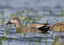 Canard chipeau