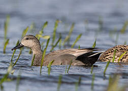 Gadwall