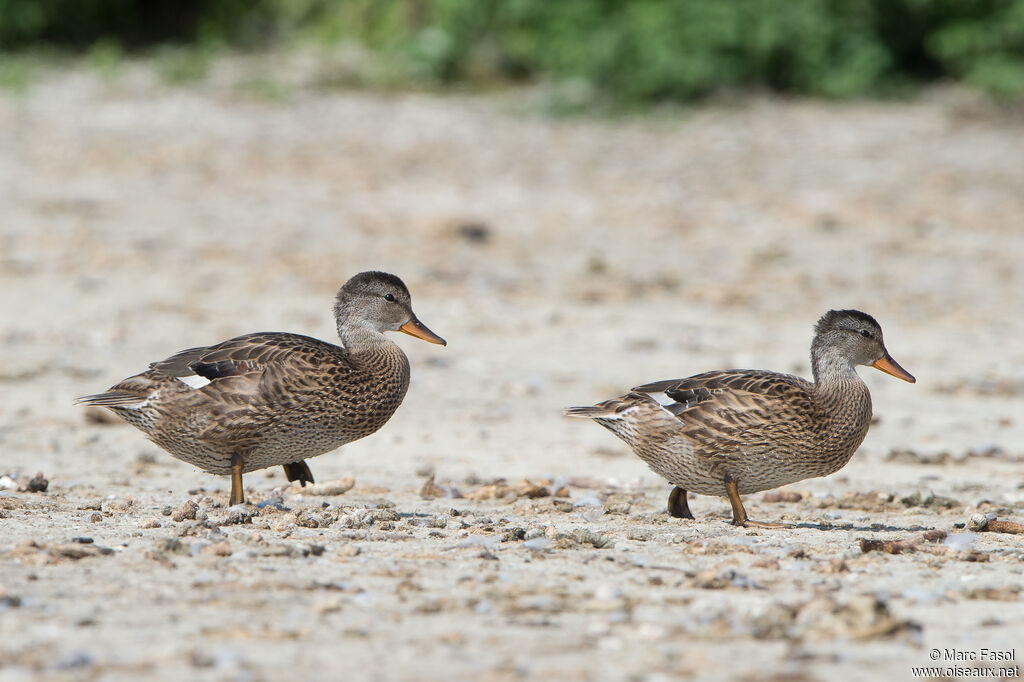 Canard chipeauadulte internuptial