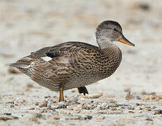 Canard chipeau