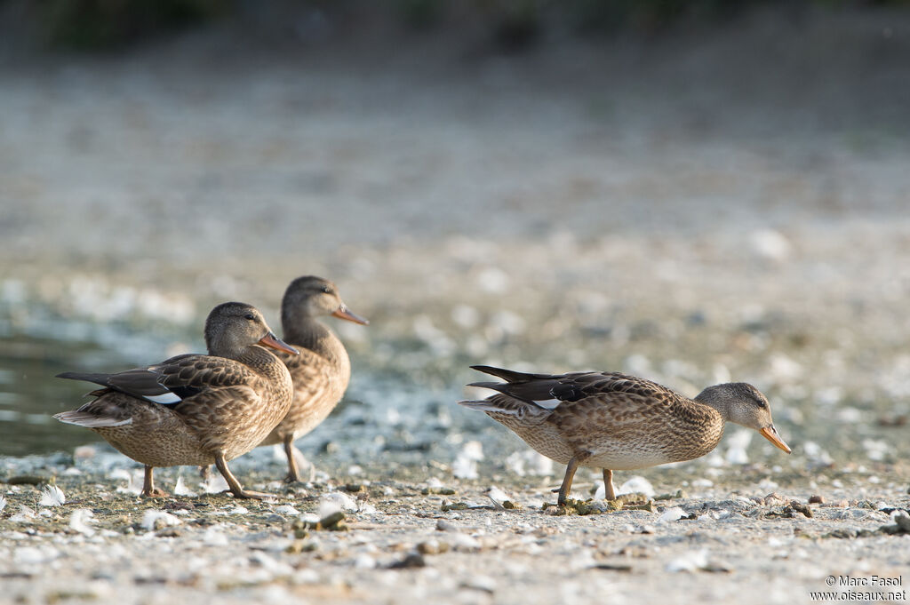 Canard chipeauadulte internuptial