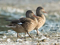 Gadwall