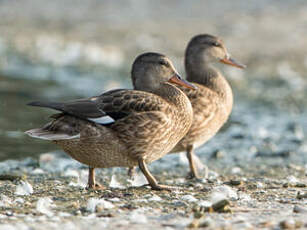 Canard chipeau