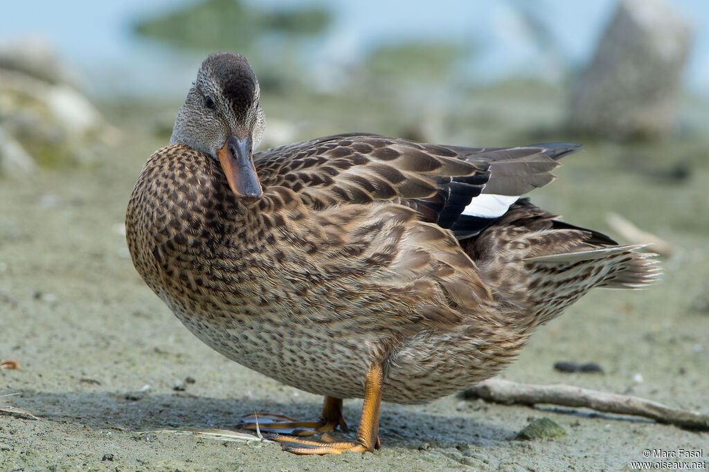 Canard chipeauadulte internuptial, identification