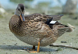 Gadwall