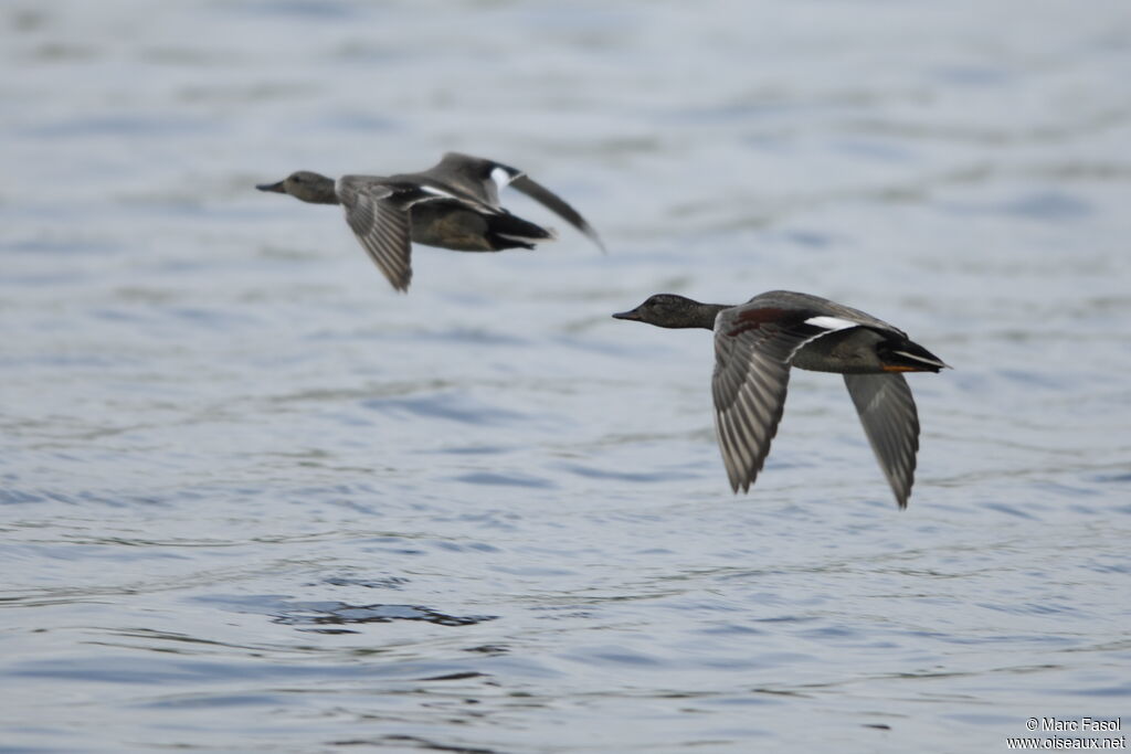 Gadwall adult breeding, Flight