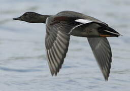 Gadwall