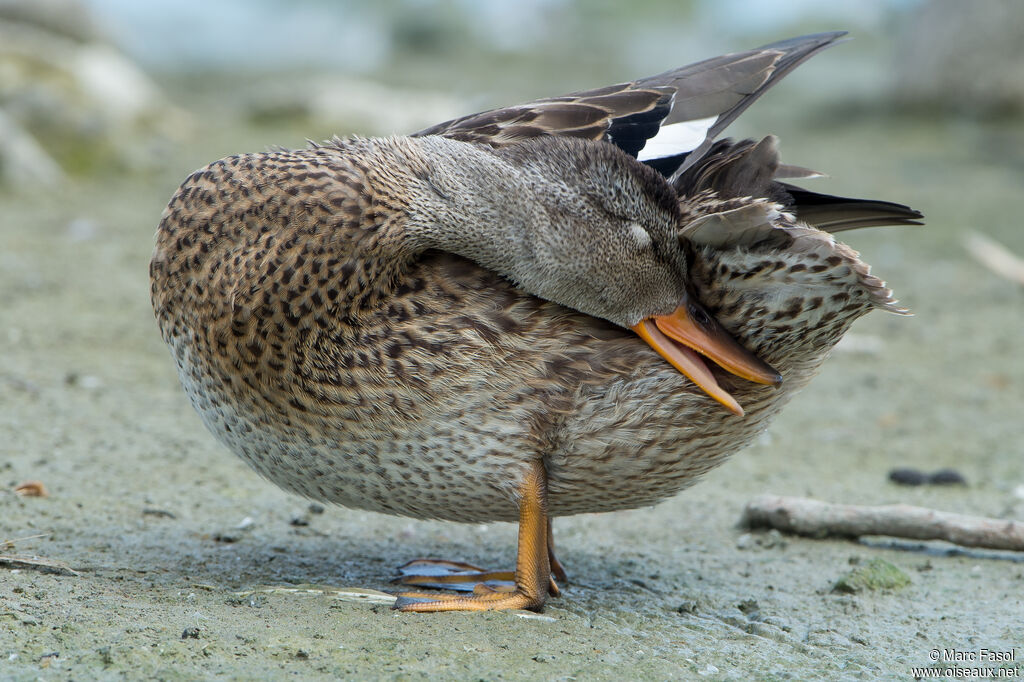 Canard chipeauadulte internuptial, identification, soins