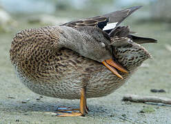 Canard chipeau