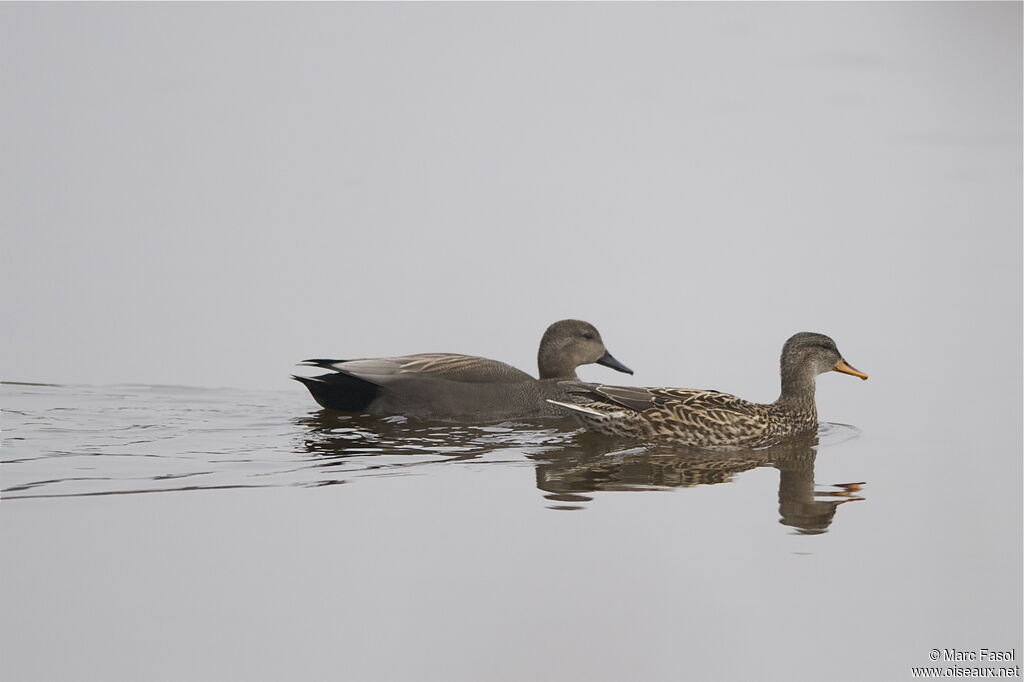 Gadwall adult, identification