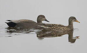 Canard chipeau