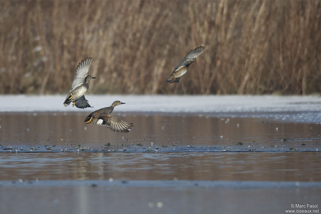 Gadwall , Flight