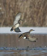 Canard chipeau