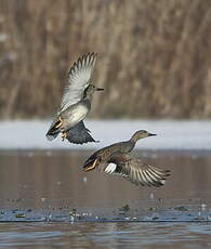 Canard chipeau