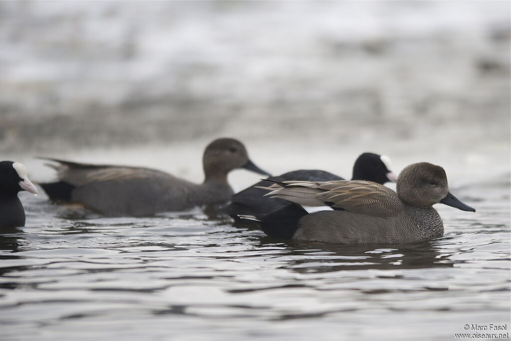 Gadwall male, identification