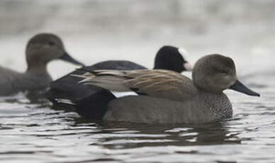 Canard chipeau