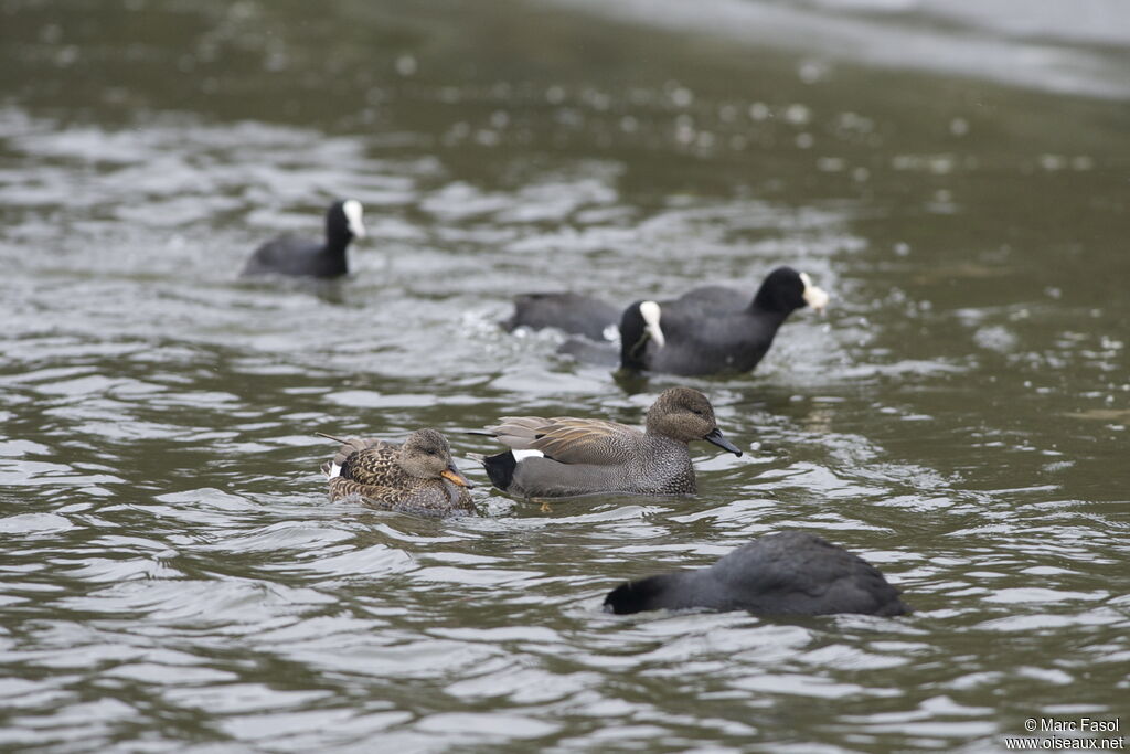 Canard chipeau adulte nuptial, identification