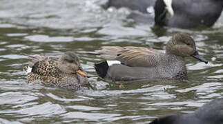 Canard chipeau