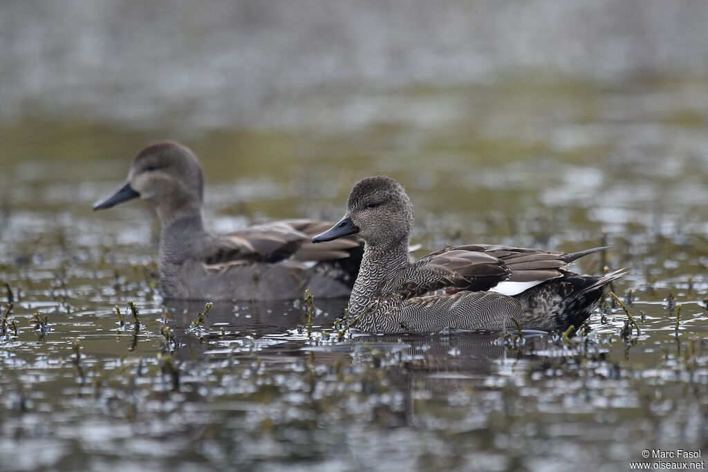 Gadwall male adult post breeding, identification, feeding habits