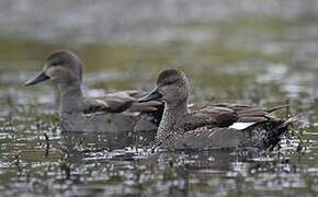 Gadwall