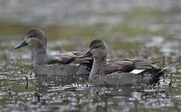 Canard chipeau