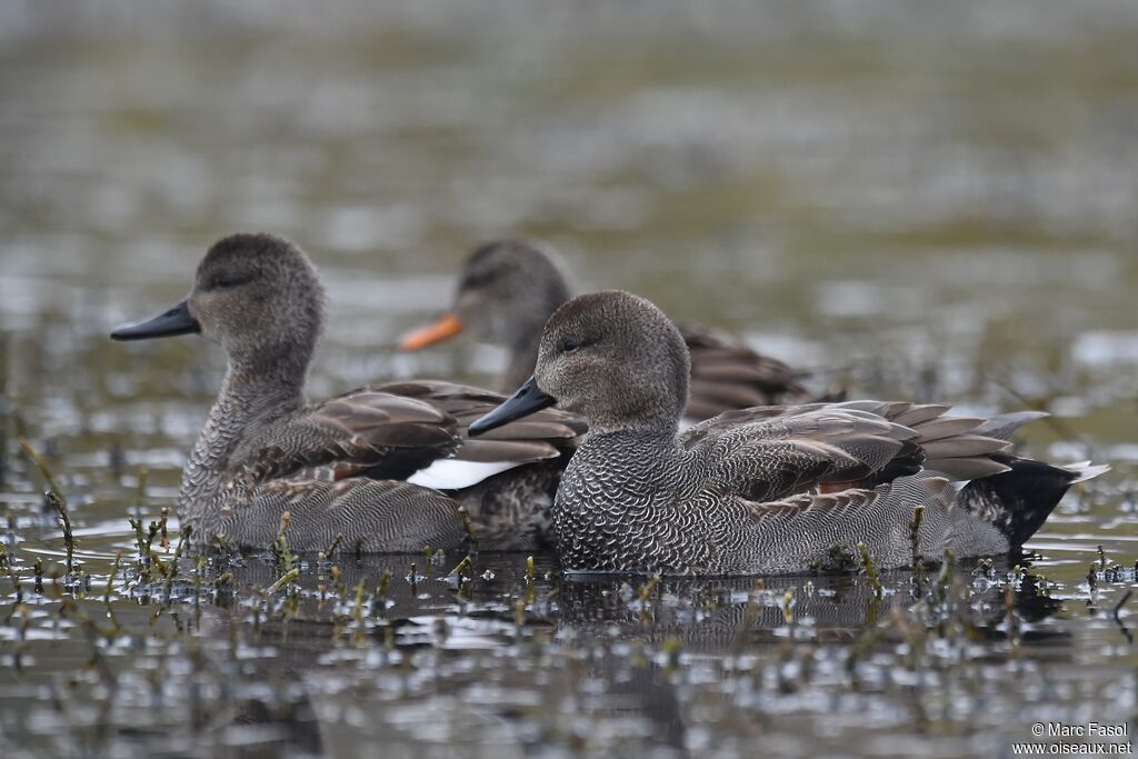 Canard chipeauadulte internuptial, identification, régime