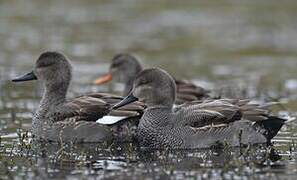 Canard chipeau