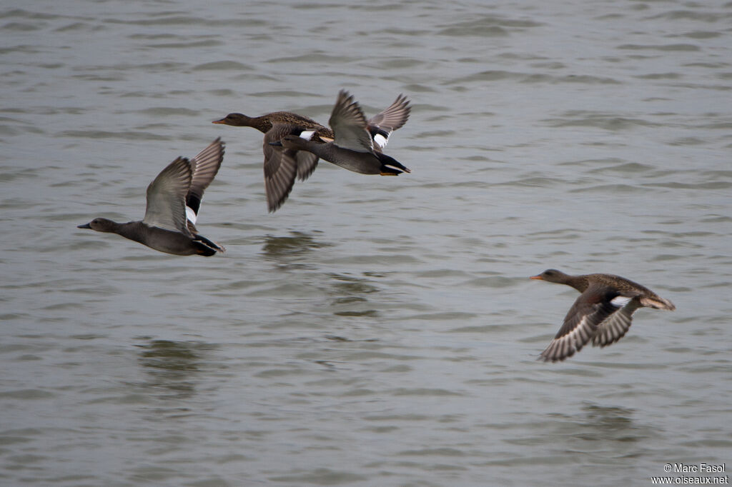 Canard chipeauadulte nuptial, Vol