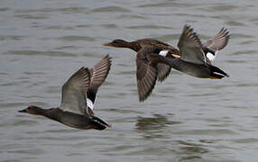 Gadwall