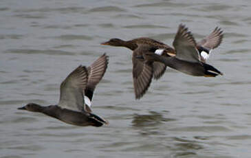 Canard chipeau