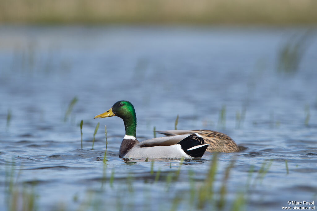 Canard colvertadulte nuptial