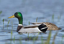 Canard colvert