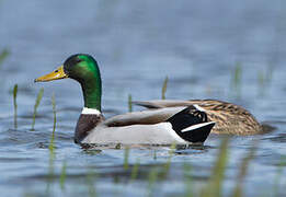 Canard colvert