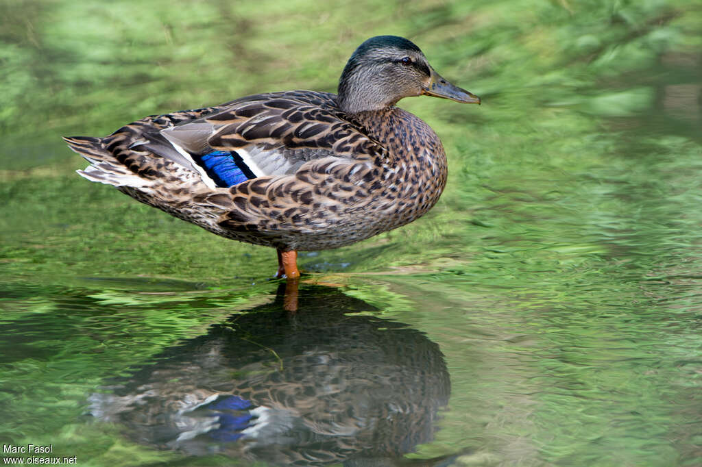 MallardFirst year, identification