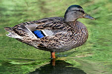 Canard colvert