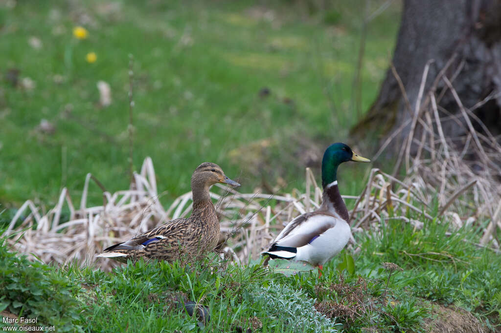 Canard colvertadulte nuptial, habitat, pigmentation