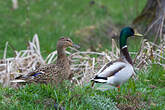 Canard colvert