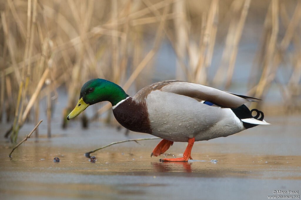 Canard colvert mâle adulte nuptial, marche