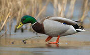 Canard colvert