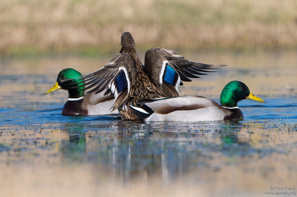 Mallard