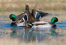 Canard colvert