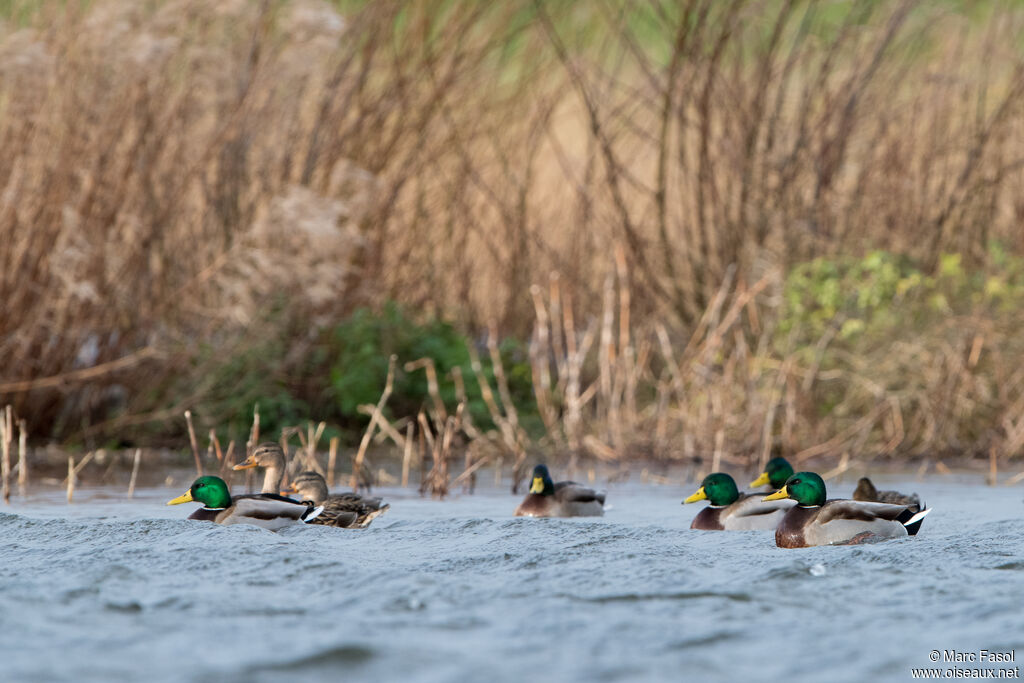 Mallard, habitat, swimming