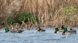 Canard colvert