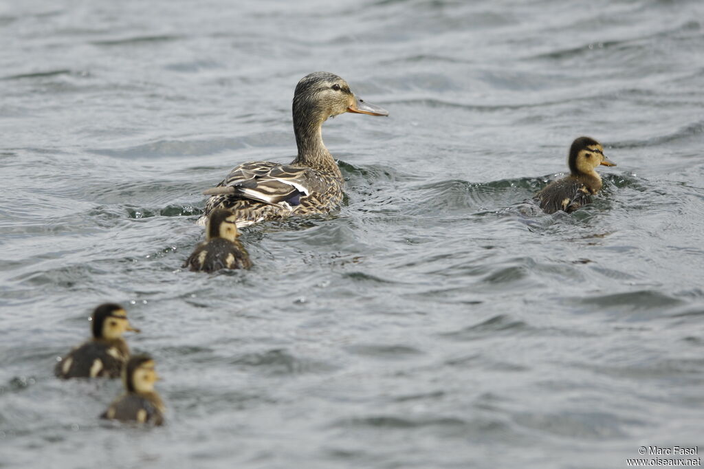 Canard colvert femelle adulte nuptial, Nidification, Comportement