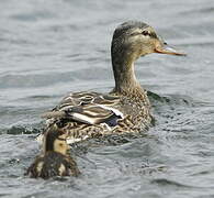 Canard colvert