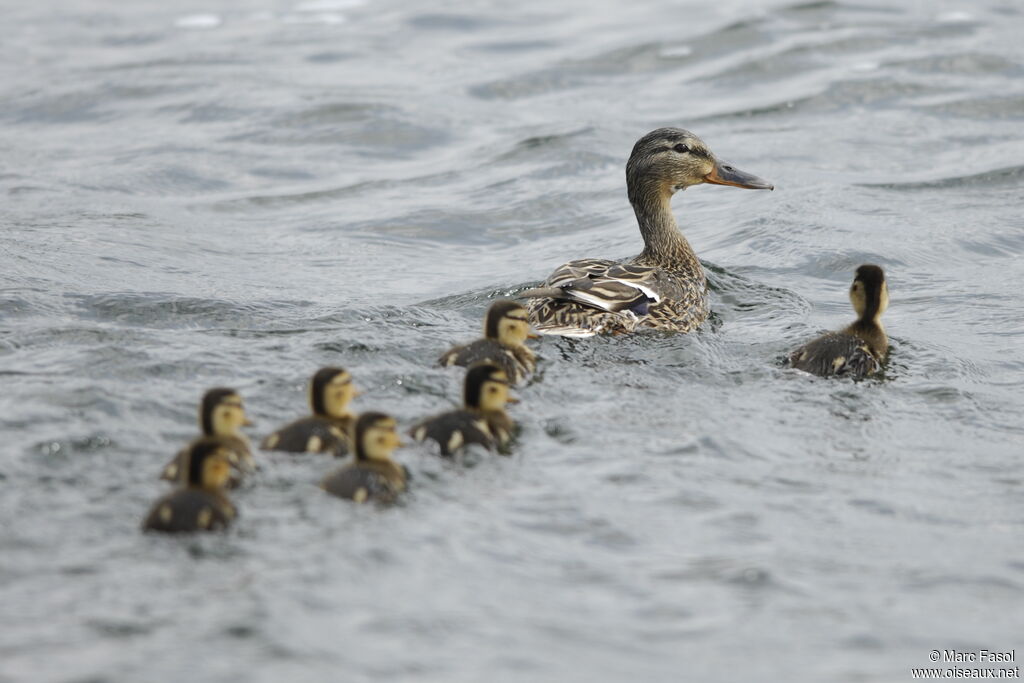 Canard colvert femelle adulte nuptial, identification, Nidification