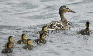 Canard colvert