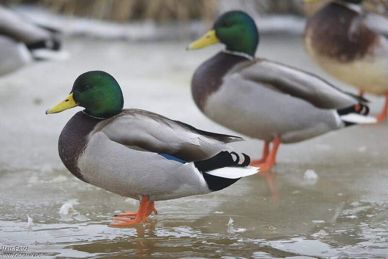 Comment On Dit Canard En Anglais